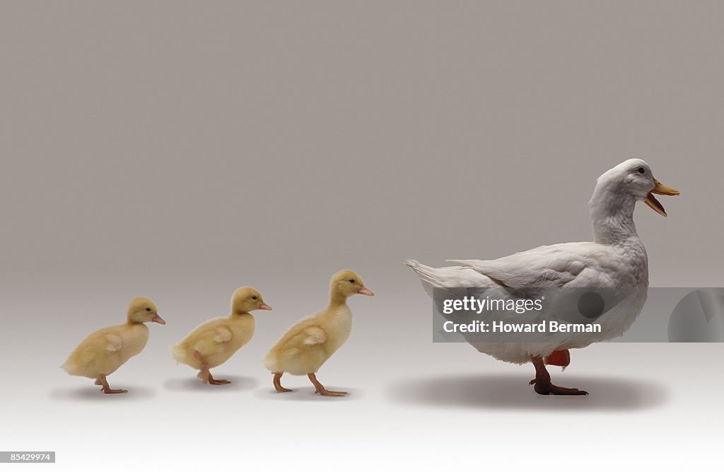 Ducks walking in a row