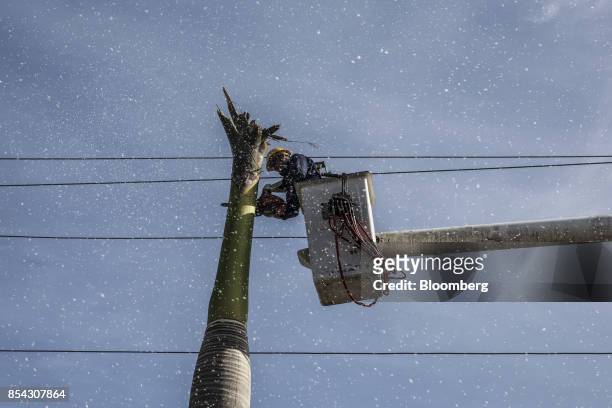 Puerto Rico Electric Power Authority worker saws a tree branch near a utility pole destroyed from Hurricane Maria outside the Fernando Luis Ribas...