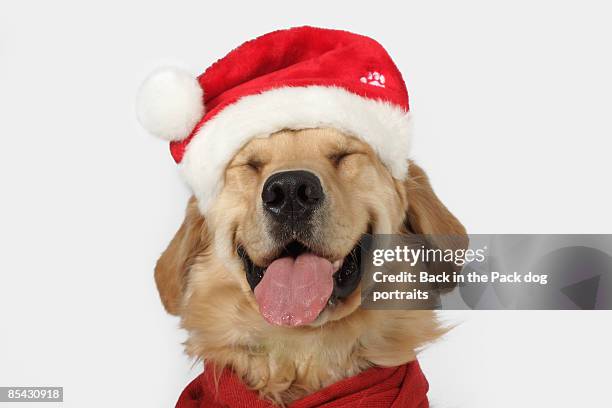 golden retriever smiling santa hat red scarf - funny christmas dog stock pictures, royalty-free photos & images