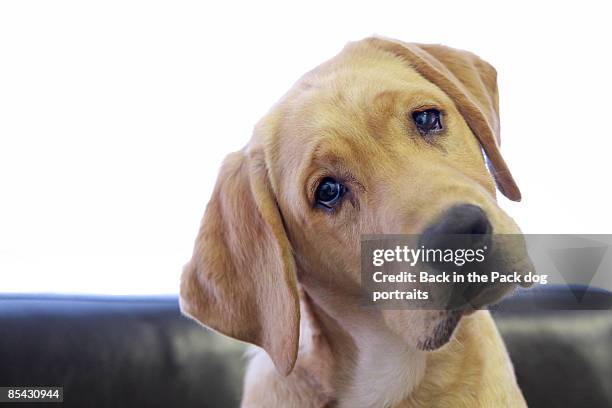 sad looking yellow lab with head tilted on chair - yellow lab puppies stock pictures, royalty-free photos & images