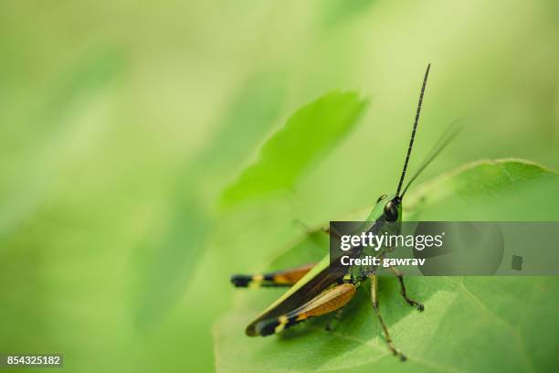 macro-photography of grasshopper sitting on green leaf. - grasshopper macro stock pictures, royalty-free photos & images