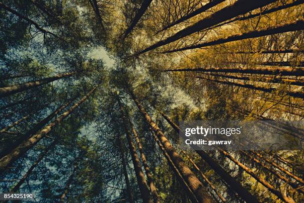 worm eye view of pine trees in woods at dawn. - pine wood material stock pictures, royalty-free photos & images