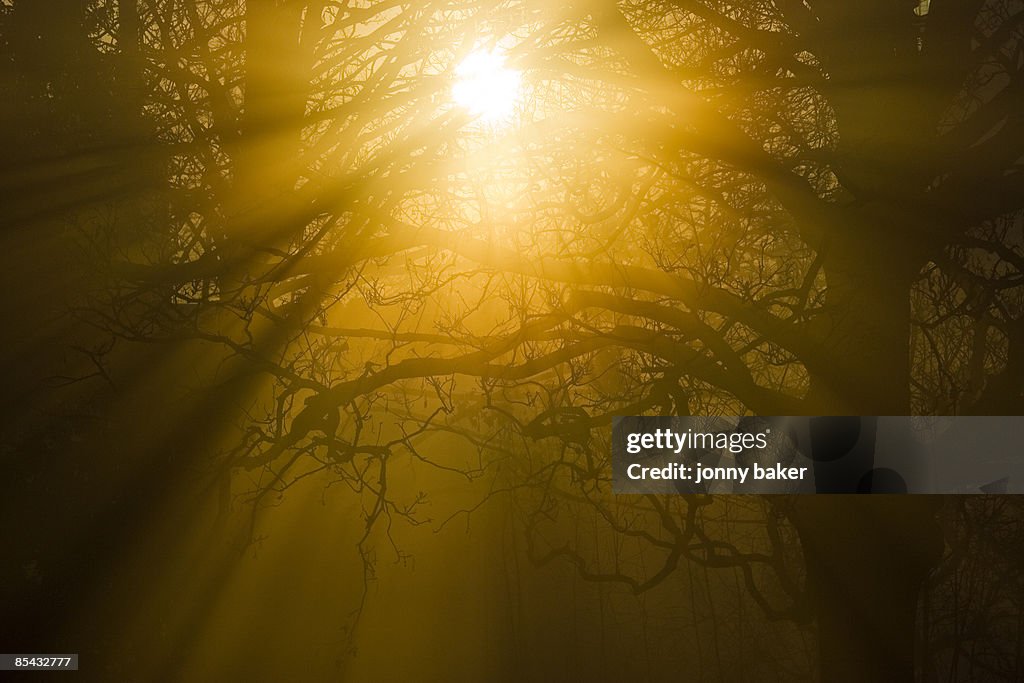 Sunlight through trees