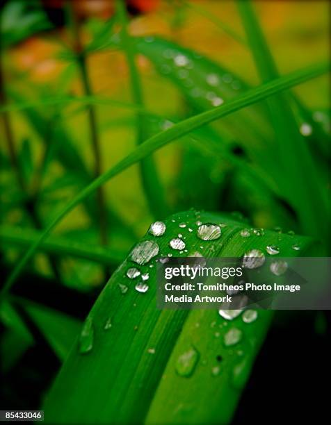 Tomitheos 21 Tomitheos Stock Photos, High-Res Pictures, and Images - Getty Images
