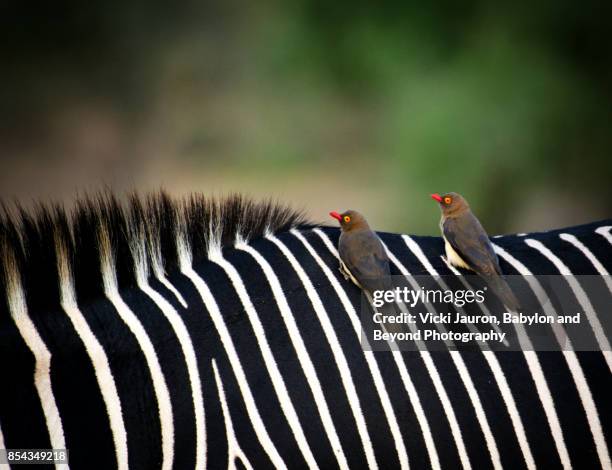 oxpeckers on grevy's zebra at samburu, kenya - symbiotic relationship foto e immagini stock