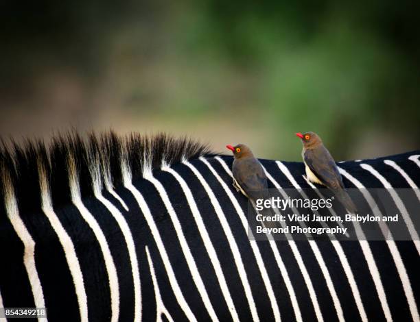 oxpeckers on grevy's zebra at samburu, kenya - zebra print stockfoto's en -beelden