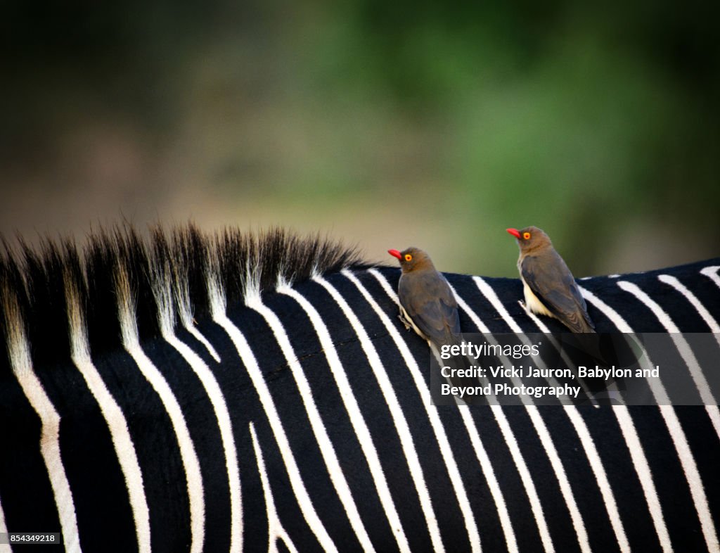 Oxpeckers on Grevy's Zebra at Samburu, Kenya