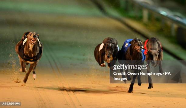 Dogs run in the Williamhill.com Angel of the North Oaks Final