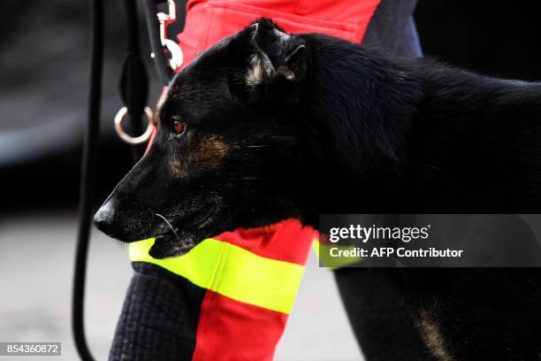 Spanish rescue worker and his sniffer dog take part in the search for survivors in the Colonia Roma neighborhood in Mexico City, on September 26 one...