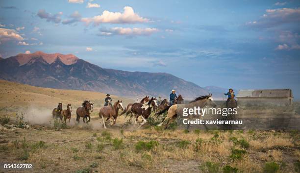 wild op hol geslagen paarden in de prairie, utah, verenigde staten - prairie stockfoto's en -beelden