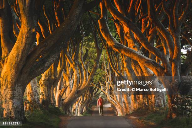 tourist at the dark hedges, northern ireland. - beautiful irish person stockfoto's en -beelden