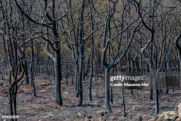 fire on velebit - balkans foto e immagini stock