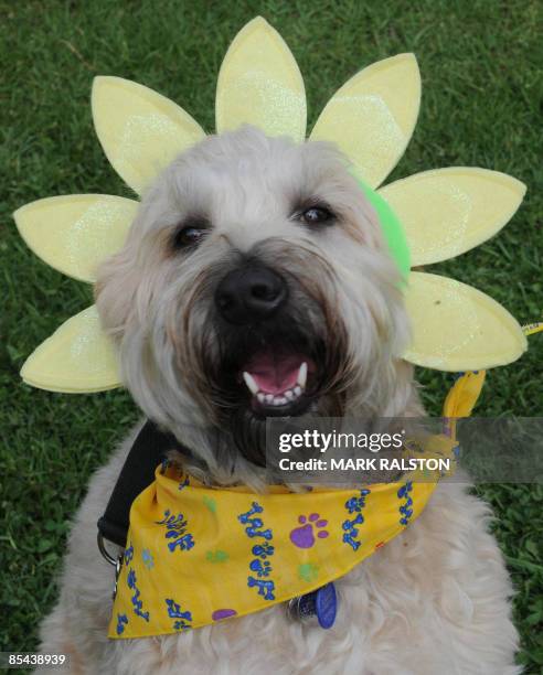 Soft-Coated Wheaten Terrier dog named "Zoey" waits for the start of a parade at the "Woofstock 90210" pet show in Beverly Hills on March 15, 2009....