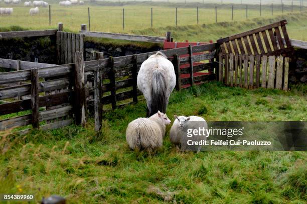sheep and horse at alftaver, south coast iceland - icelandic horse stock pictures, royalty-free photos & images