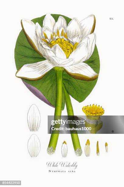28点の白睡蓮イラスト素材 Getty Images 28点の白睡蓮イラスト素材 Getty Images