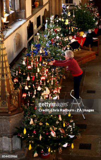 Sheila Smith from the Mothers Union, at St Paul&Otilde;s Church in Bedford, makes some final adjustments to Christmas trees ahead of the opening of...