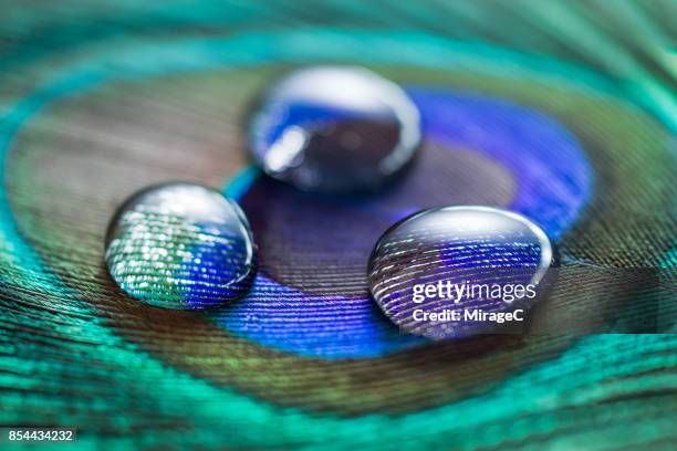 water drop on peacock feather, shallow depth of field - bird transparent stockfoto's en -beelden