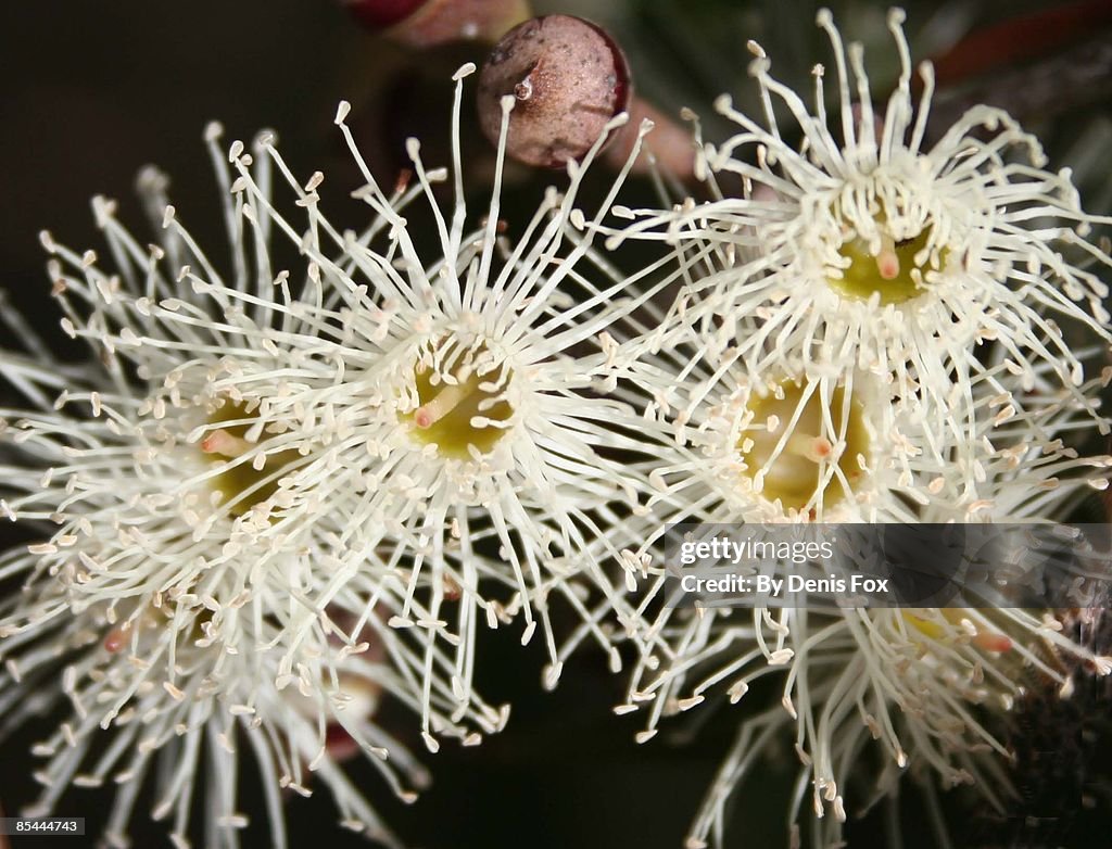 Eucalyptus