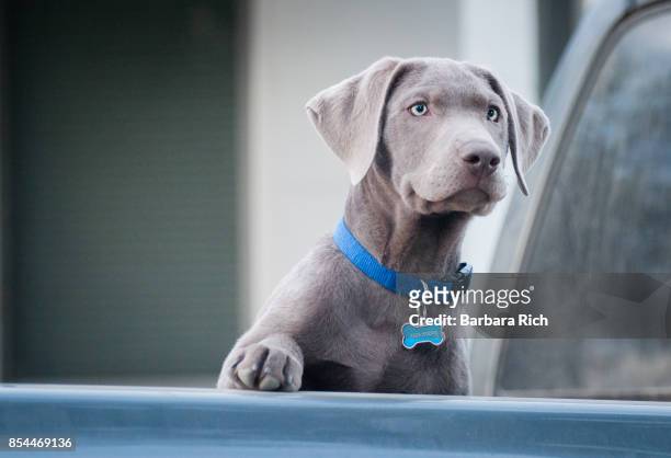 silver labrador retriever puppy with one paw up looking at activity in the distance - collar stock-fotos und bilder