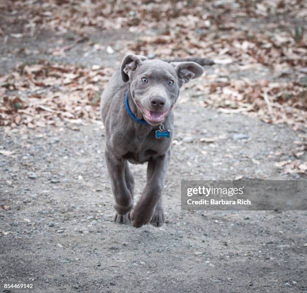 Blue Silver Lab 1,133 Blue Labrador Retriever Stock Photos, High-Res Pictures, and ...