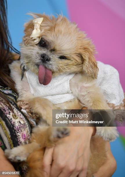 Marnie the dog at the 2017 Streamy Awards at The Beverly Hilton Hotel on September 26, 2017 in Beverly Hills, California.