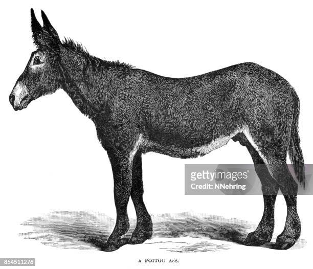 poitou ass or poitou donkey - donkey stock illustrations