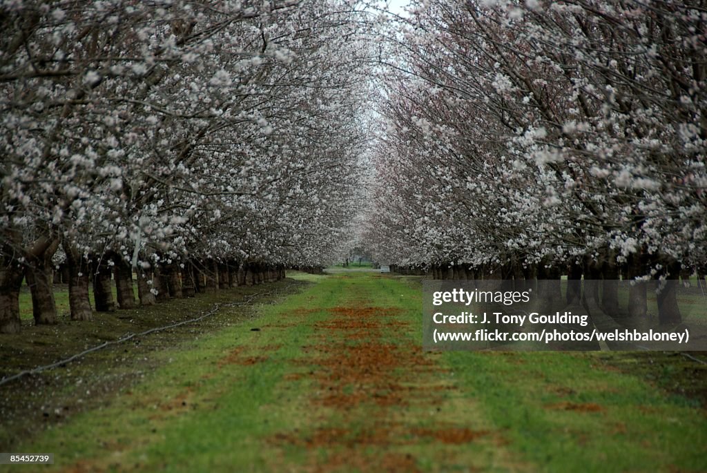 Spring Orchard Flowering Almond Trees