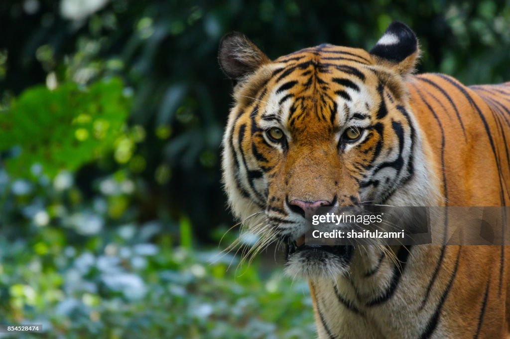 Tiger looking something with interest