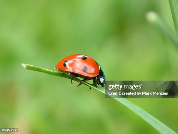 blade runner - ladybug stock pictures, royalty-free photos & images