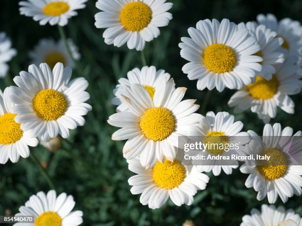 daisies on a green grass - chamomile plant bildbanksfoton och bilder