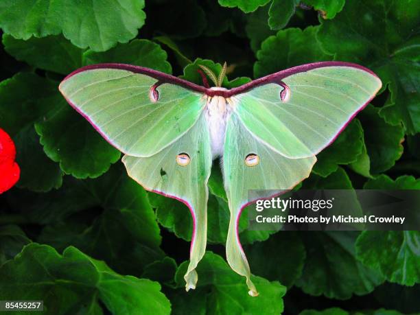 luna moth on geraniums - luna moth stock pictures, royalty-free photos & images