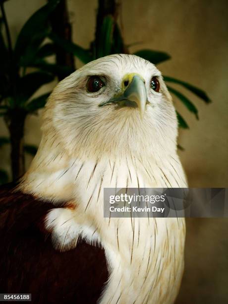 brahminy kite - jurong bird park stock pictures, royalty-free photos & images