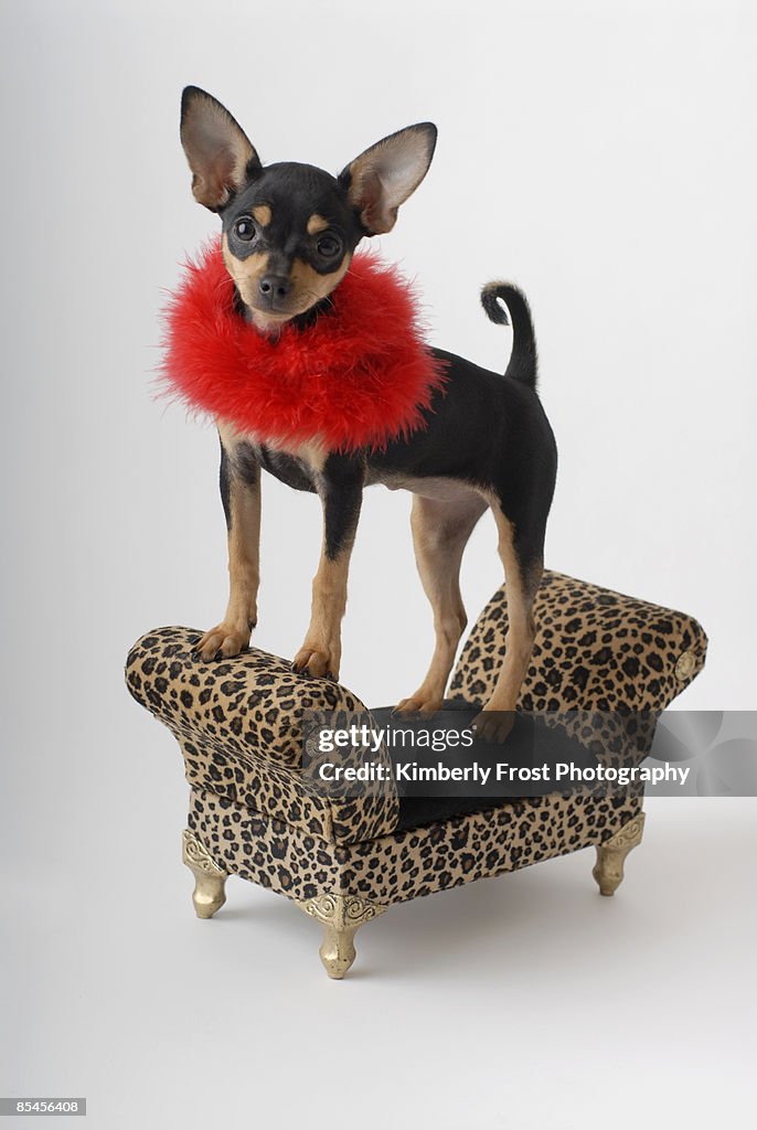 Small dog standing on settee wearing red boa