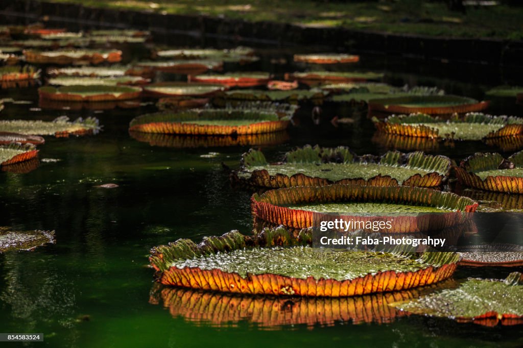 Giant Water Lillies In The Botanical Garden In Mauritius