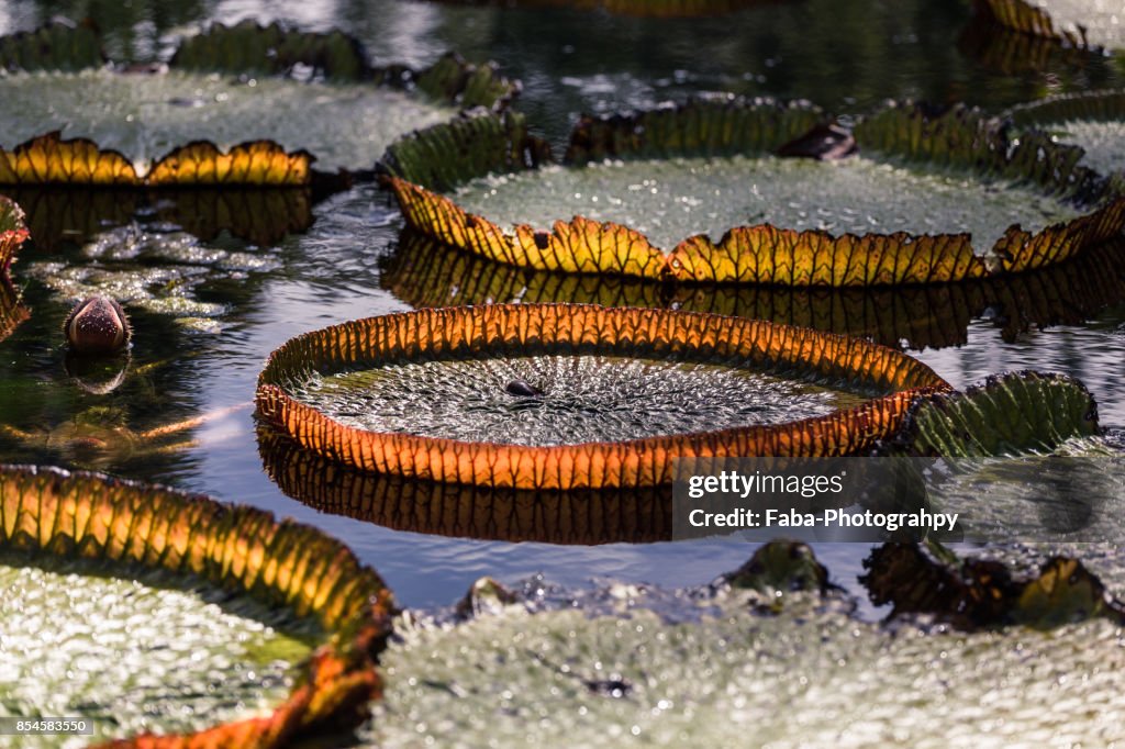 Giant Water Lillies In The Botanical Garden In Mauritius