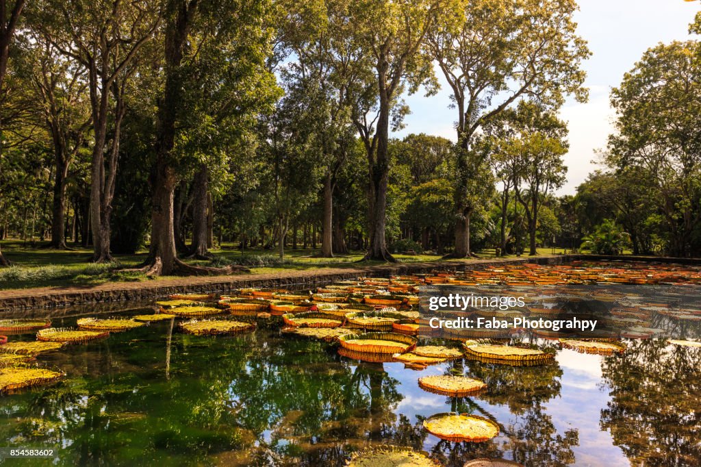 Giant Water Lillies In The Botanical Garden In Mauritius