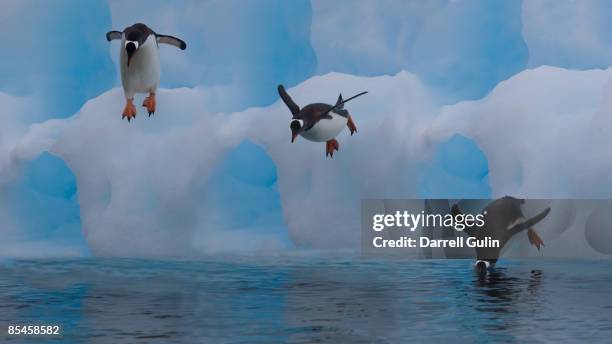 digital enhance gentoo penguin diving into water - gentoo penguin stockfoto's en -beelden