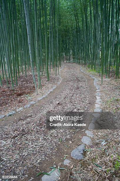 path of bamboo grove - akira lane ストックフォトと画像