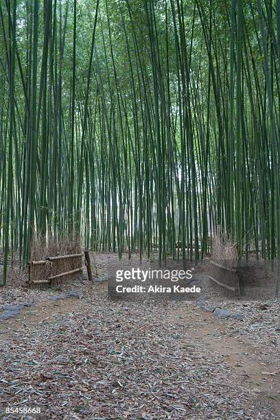 path of bamboo grove - akira lane stock pictures, royalty-free photos & images