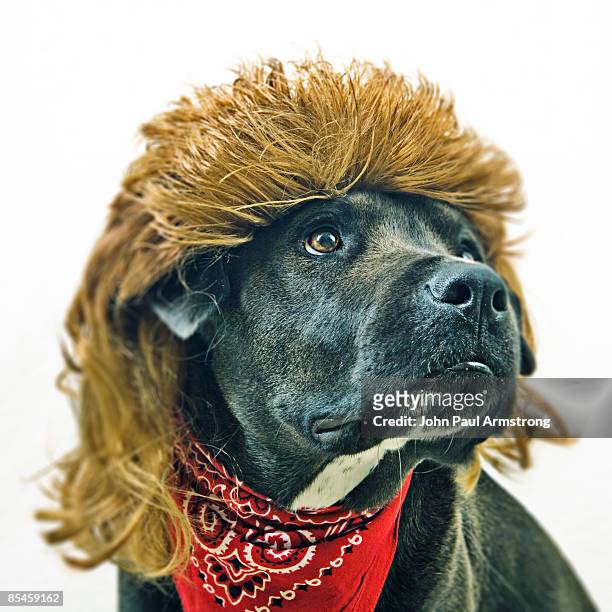 every dog will have his mullet - mullet haircut stock pictures, royalty-free photos & images