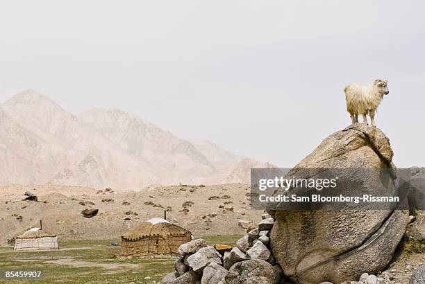 goat and yurts near karakul lake - lake karakul stock pictures, royalty-free photos & images