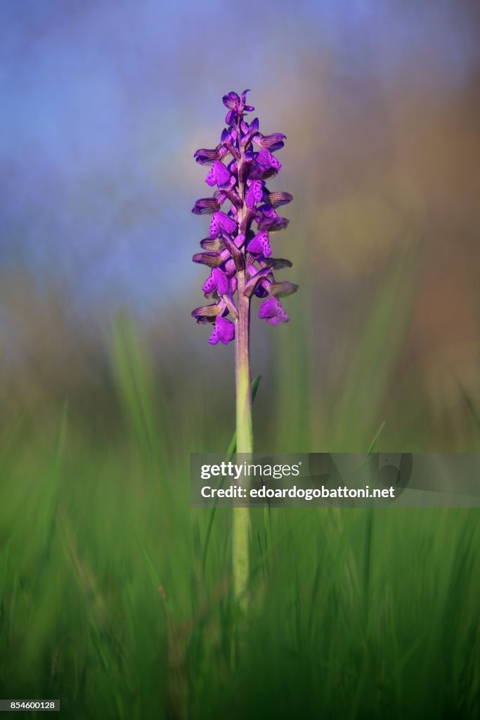 Wild orchid 4