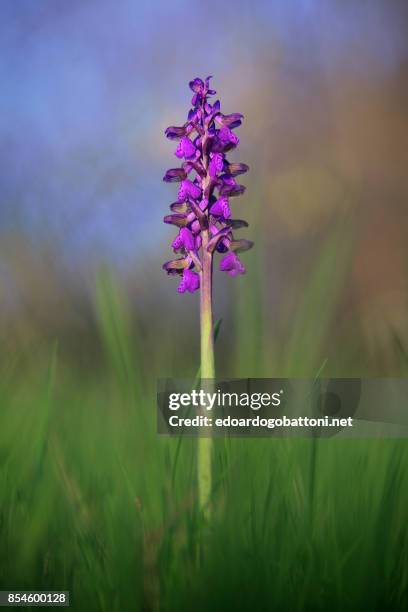 wild orchid 4 - edoardogobattoni stockfoto's en -beelden