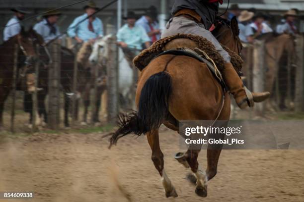 rodeo - brasile (rodeo crioulo) - cavalcare foto e immagini stock