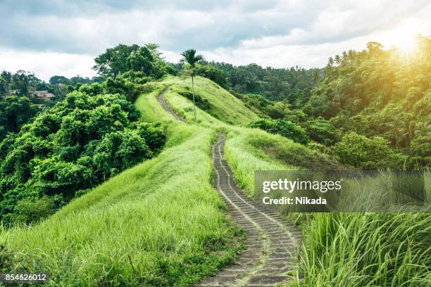 green nature trail in ubud, bali, indonesia - ubud stock pictures, royalty-free photos & images