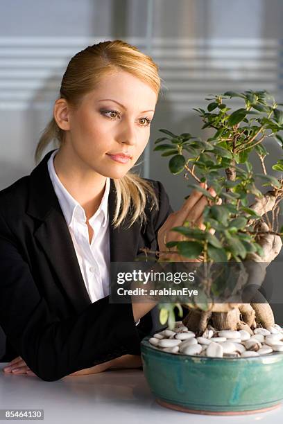 a female executive looking closely at a bonsai plant. - bonsai tree office stock pictures, royalty-free photos & images