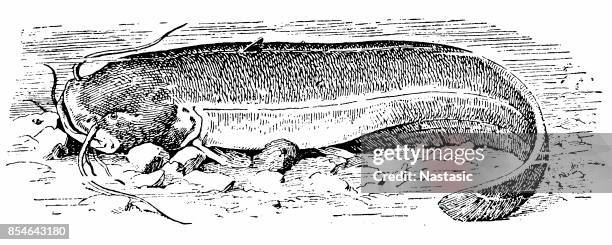 wels catfish (silurus glanis) - silurus glanis stock illustrations