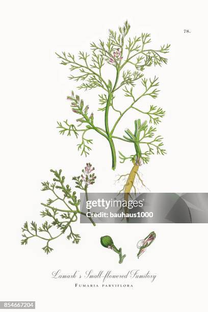 illustrations, cliparts, dessins animés et icônes de fumeterre de lamark, fumaria parviflora, illustration botanique victorienne, 1863 - pulmonaire officinale