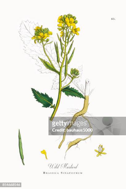 ilustrações, clipart, desenhos animados e ícones de mostarda-selvagem, brassica sinapistrum, ilustração botânica vitoriana, 1863 - jardim ornamental