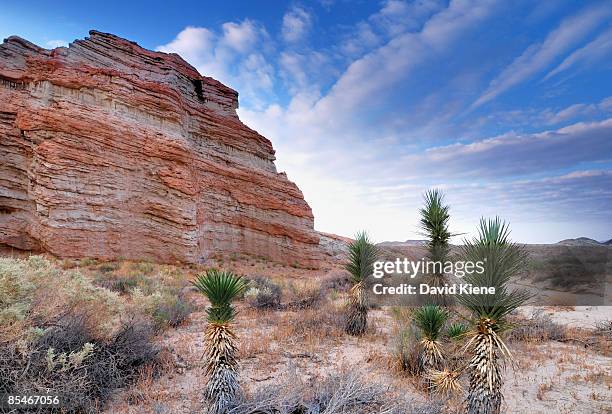 baby joshua trees - red rock canyon state park california stock pictures, royalty-free photos & images